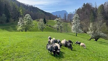 zeigt Schafe auf der Weide
